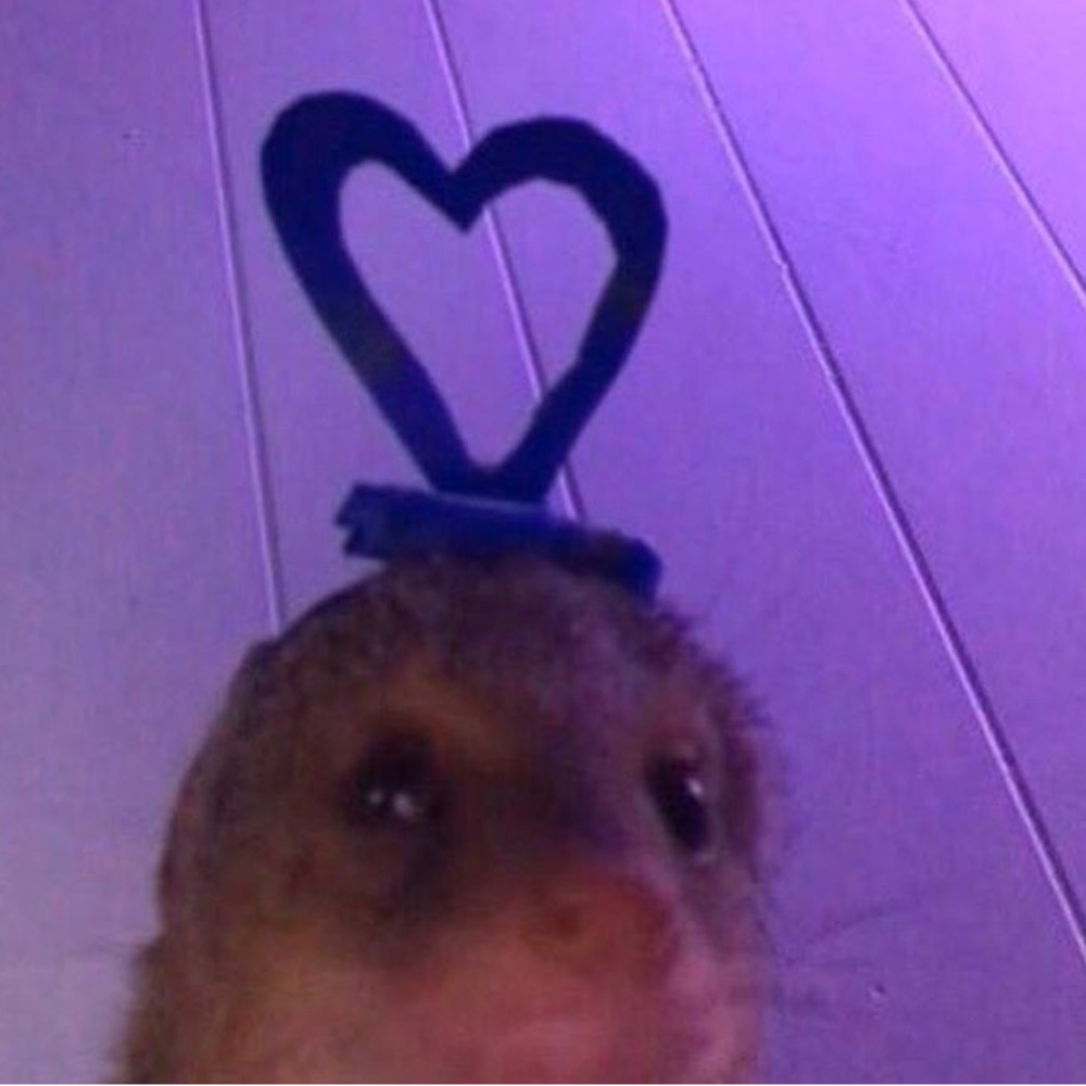 Meet your Posher, Laine